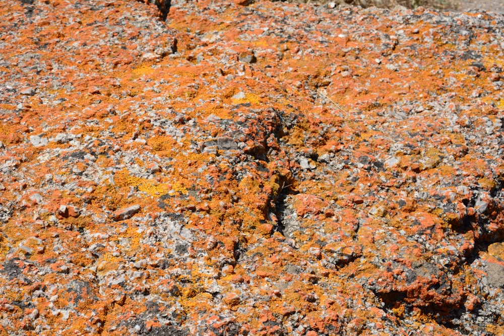 Una roca cubierta de un montón de liquen naranja