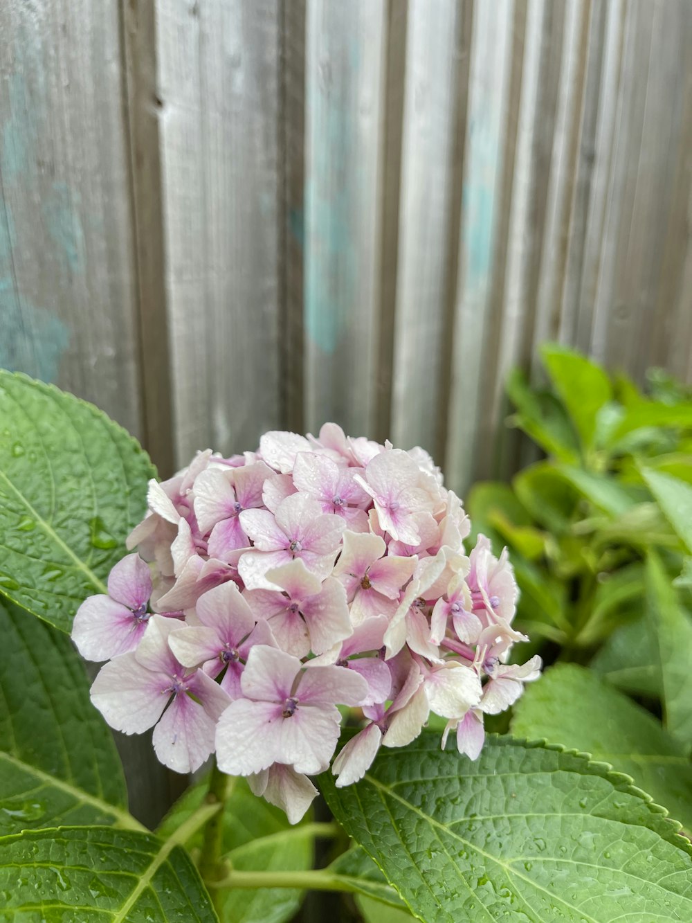 a close up of a flower on a plant