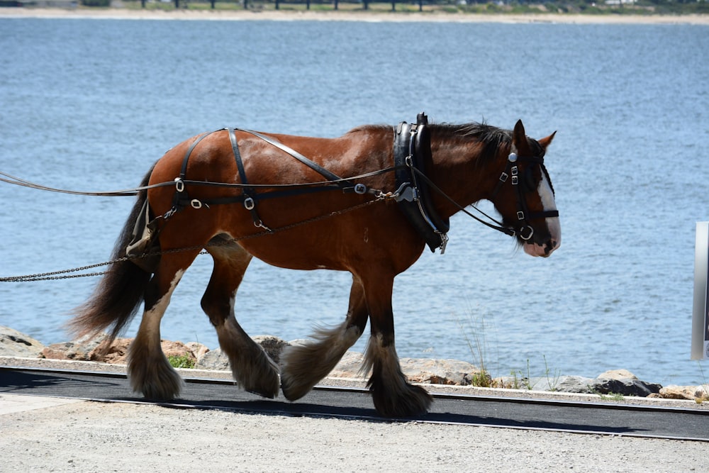 a brown horse pulling a plow across a road