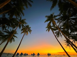 a group of sailboats sailing on a body of water near palm trees