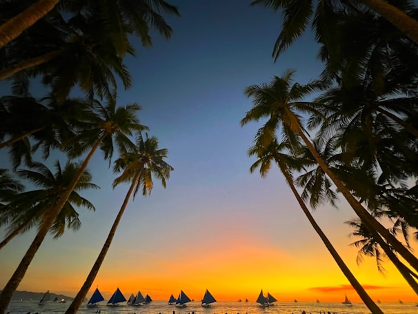 a group of sailboats sailing on a body of water near palm trees