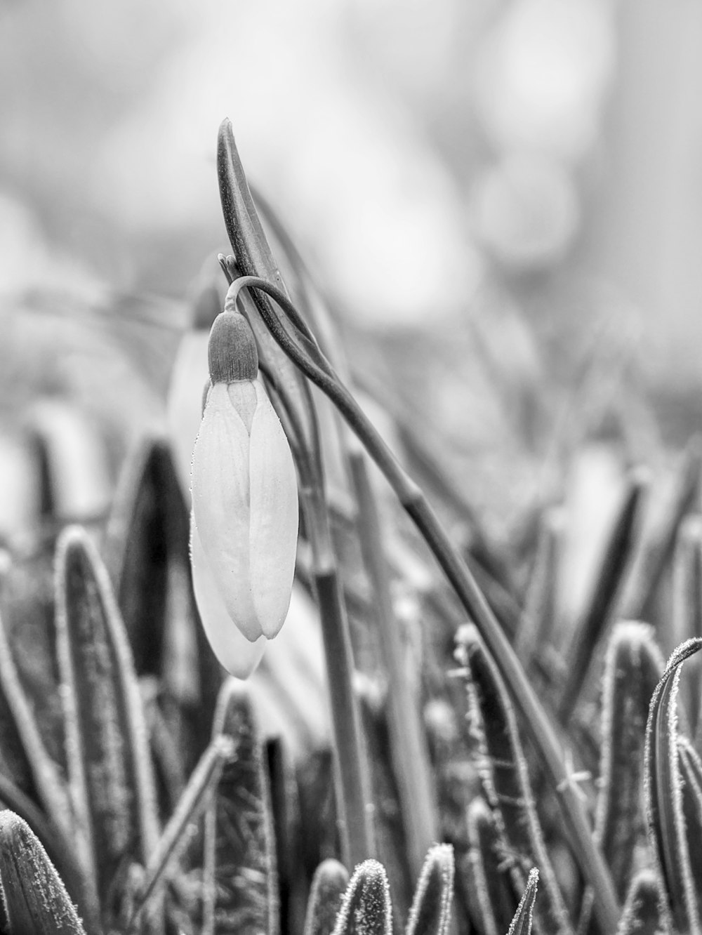 a close up of a flower on a plant