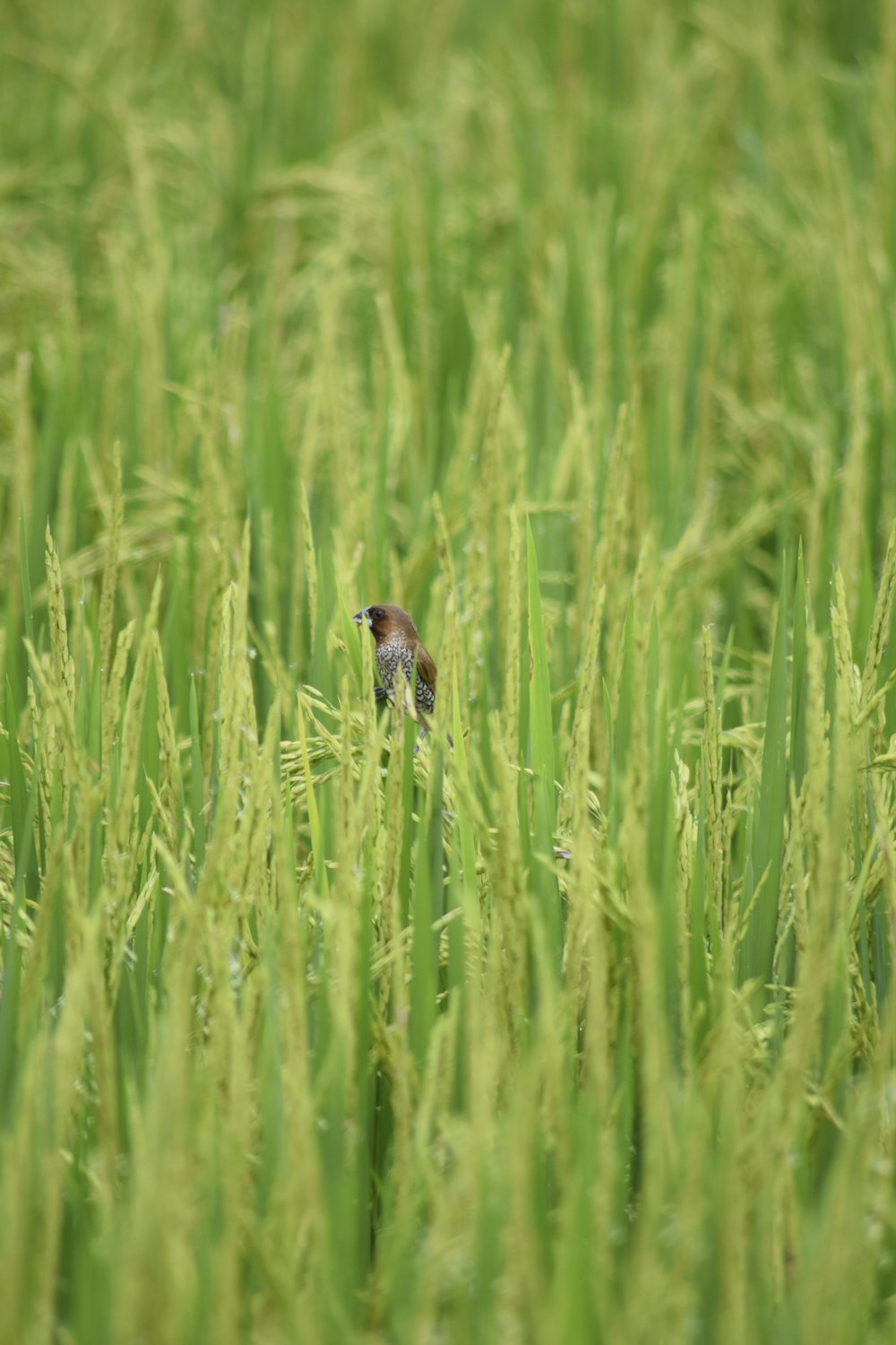 a small bird sitting on top of a lush green field