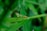A green grasshopper is perched on a leaf surrounded by lush green foliage. The grasshopper's body blends well with the vivid green surroundings, and its long antennae are clearly visible.