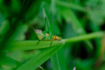 A green grasshopper is perched on a leaf surrounded by lush green foliage. The grasshopper's body blends well with the vivid green surroundings, and its long antennae are clearly visible.