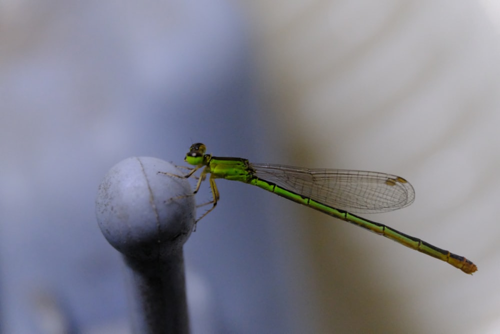 a green dragonfly sitting on top of a white ball