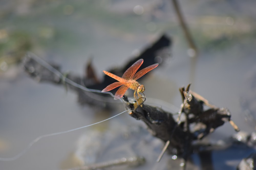 a small orange flower sitting on top of a leaf