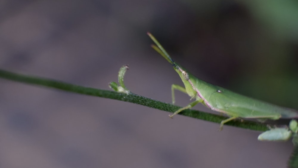 a close up of a grasshopper on a plant