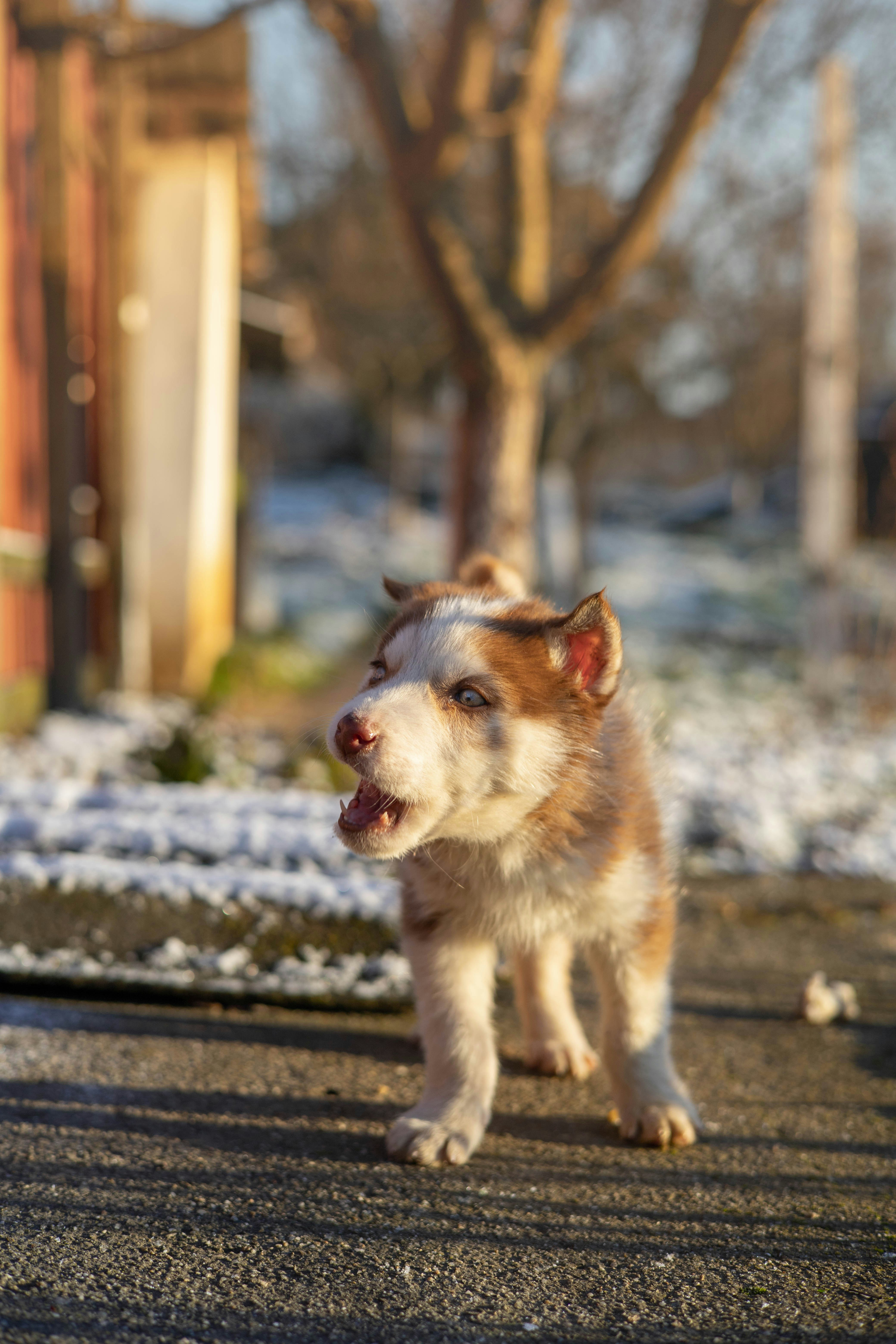 a small brown and white dog walking across a street