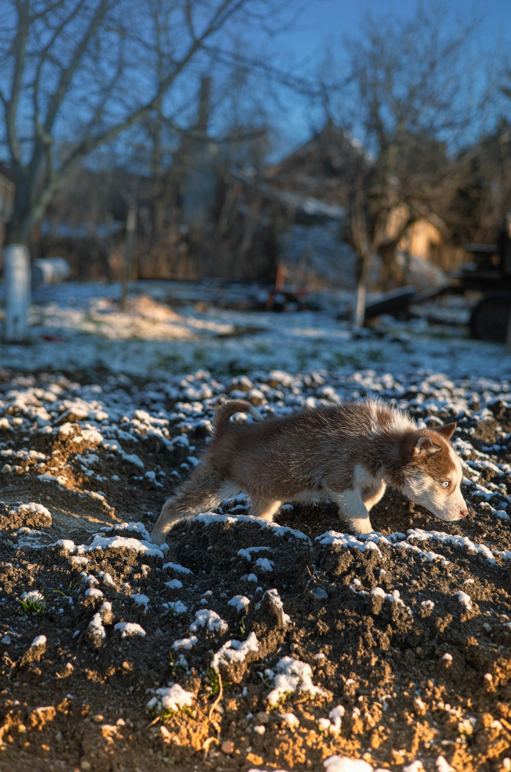 a small dog walking across a snow covered field