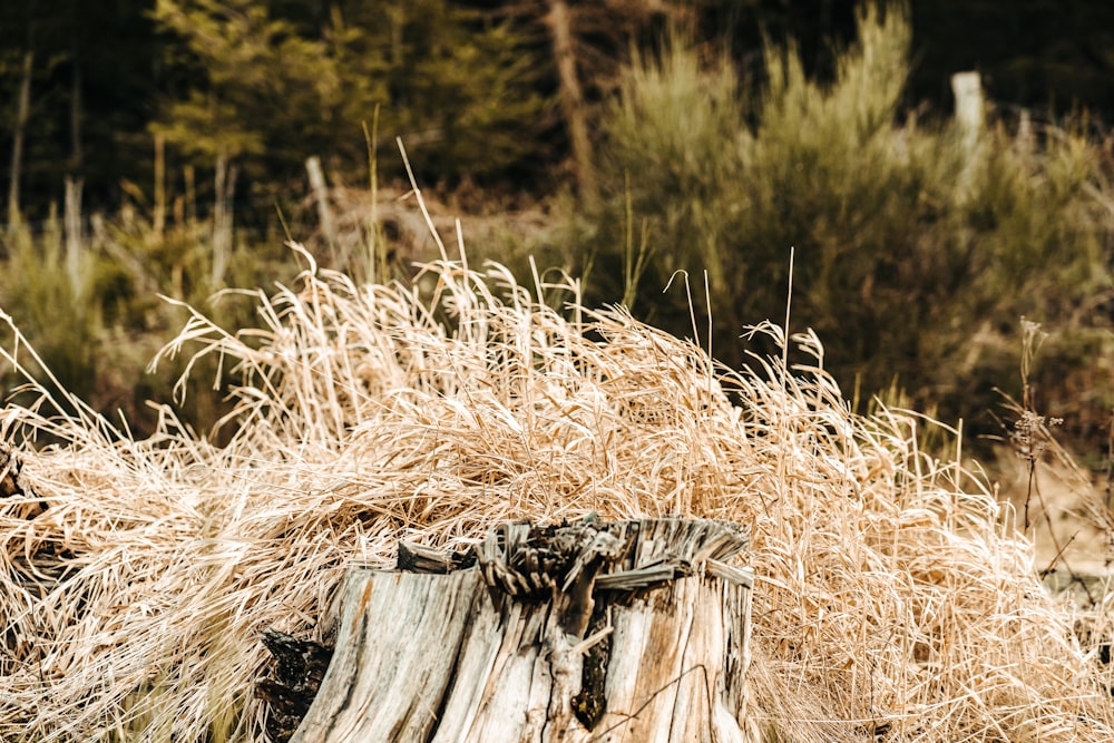 a bird is perched on top of a tree stump