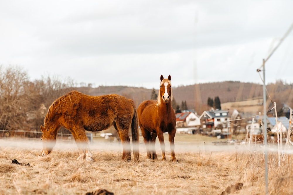 a couple of horses standing on top of a dry grass field