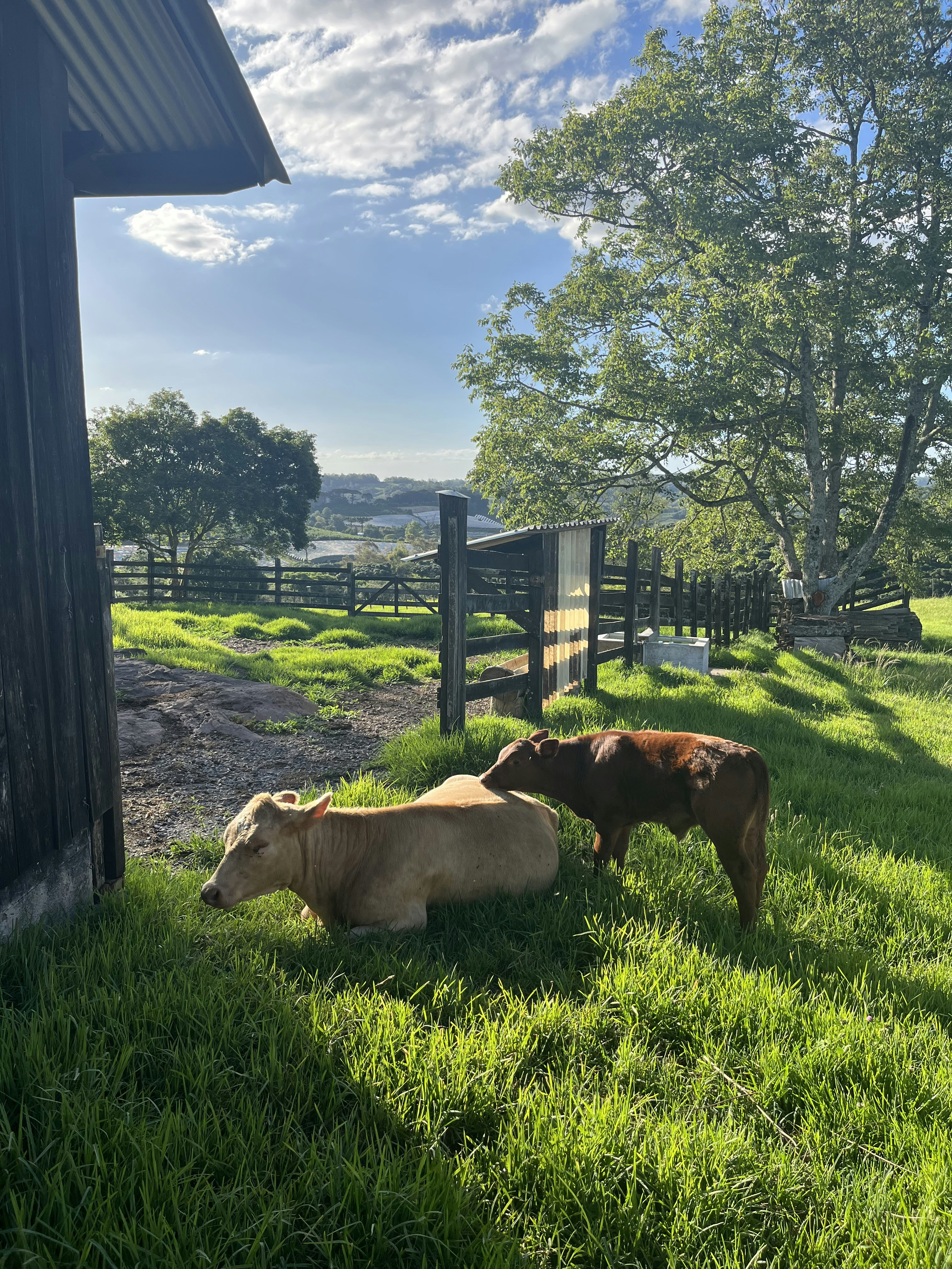 a couple of cows standing on top of a lush green field