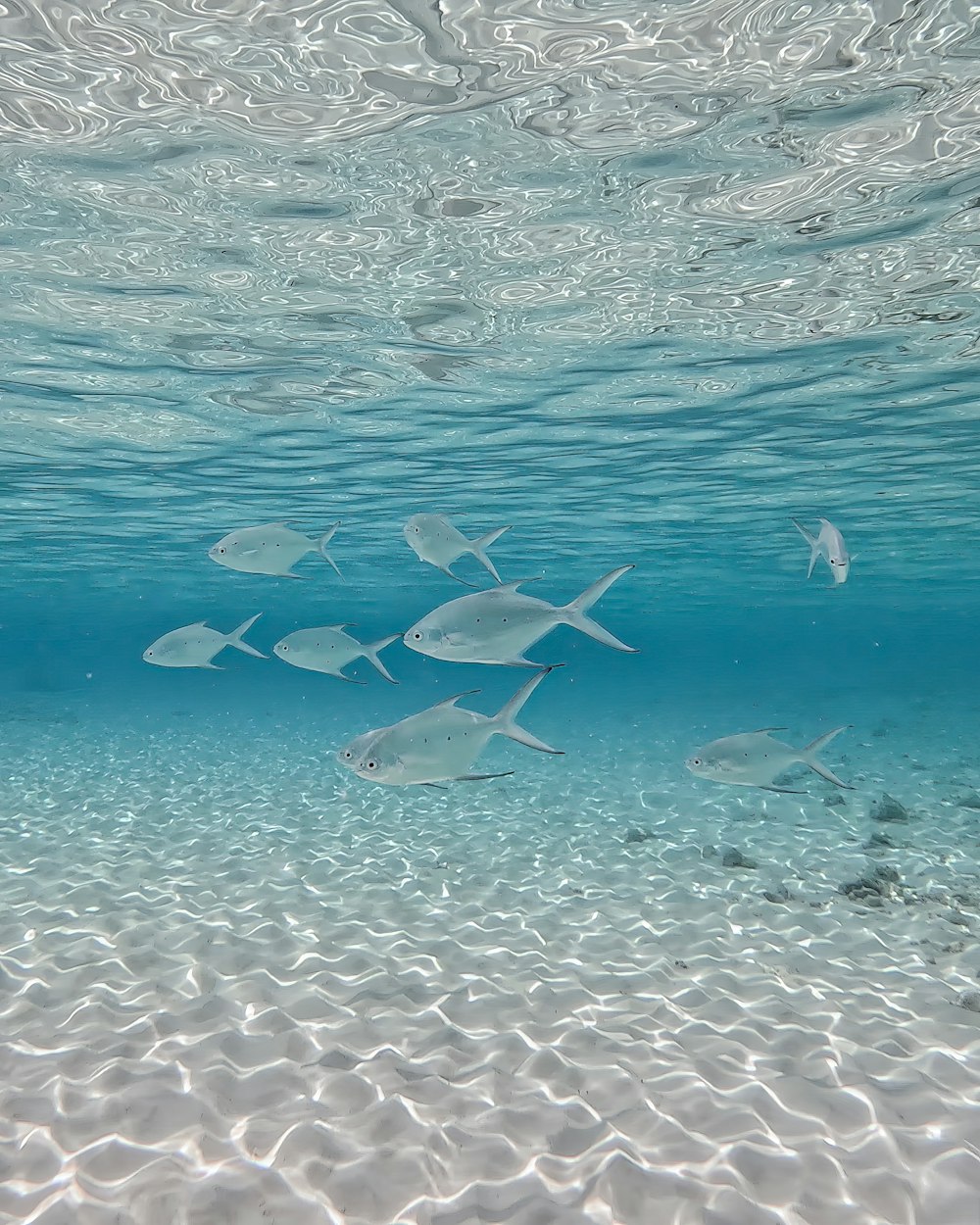 a group of fish swimming in the ocean