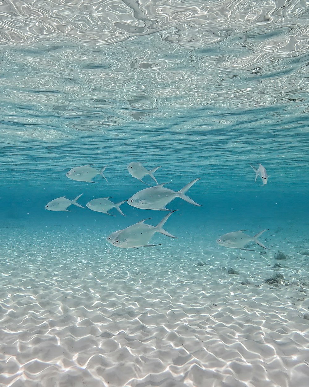Un gruppo di pesci che nuotano nell'oceano