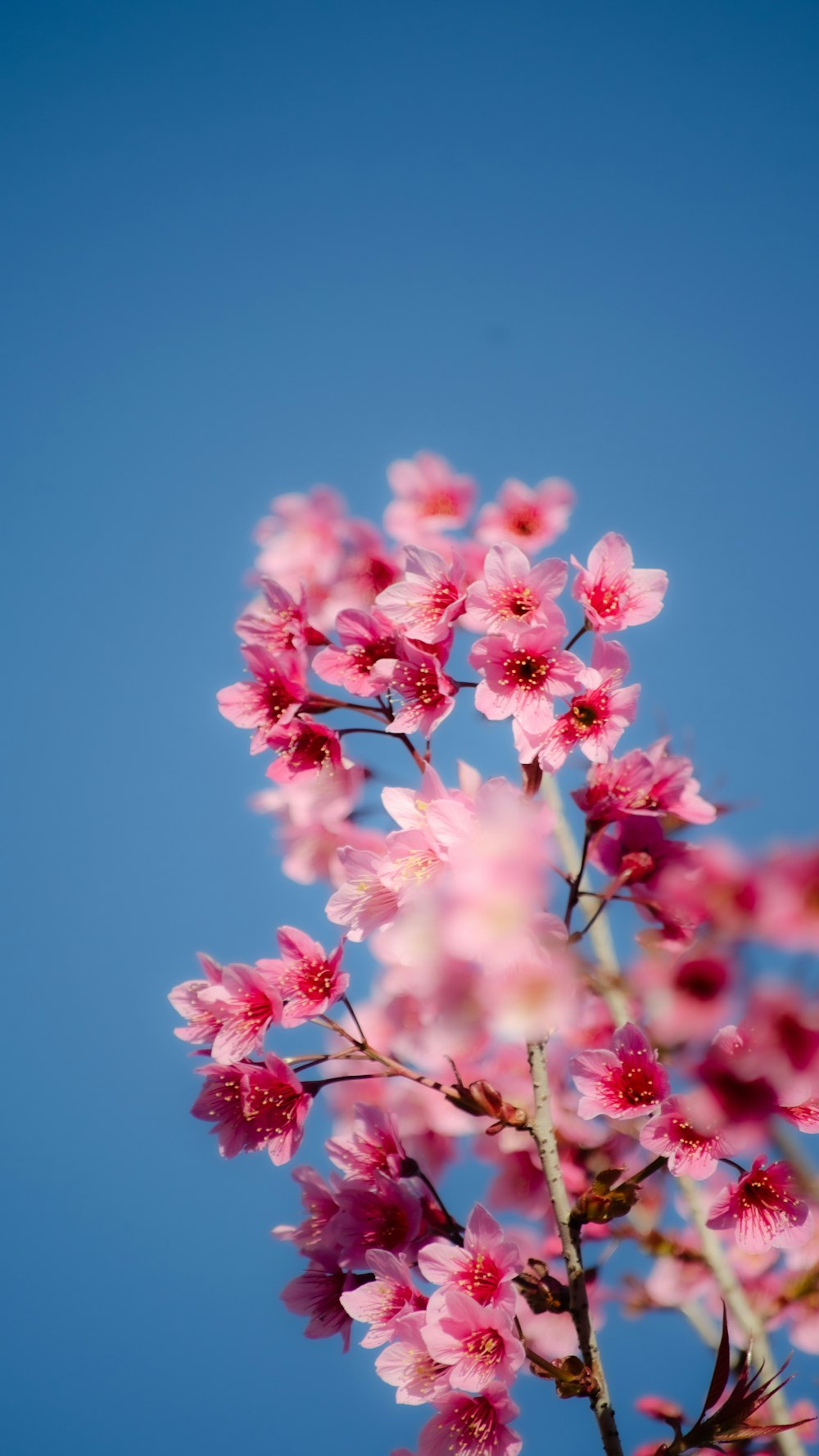 a branch of pink flowers against a blue sky