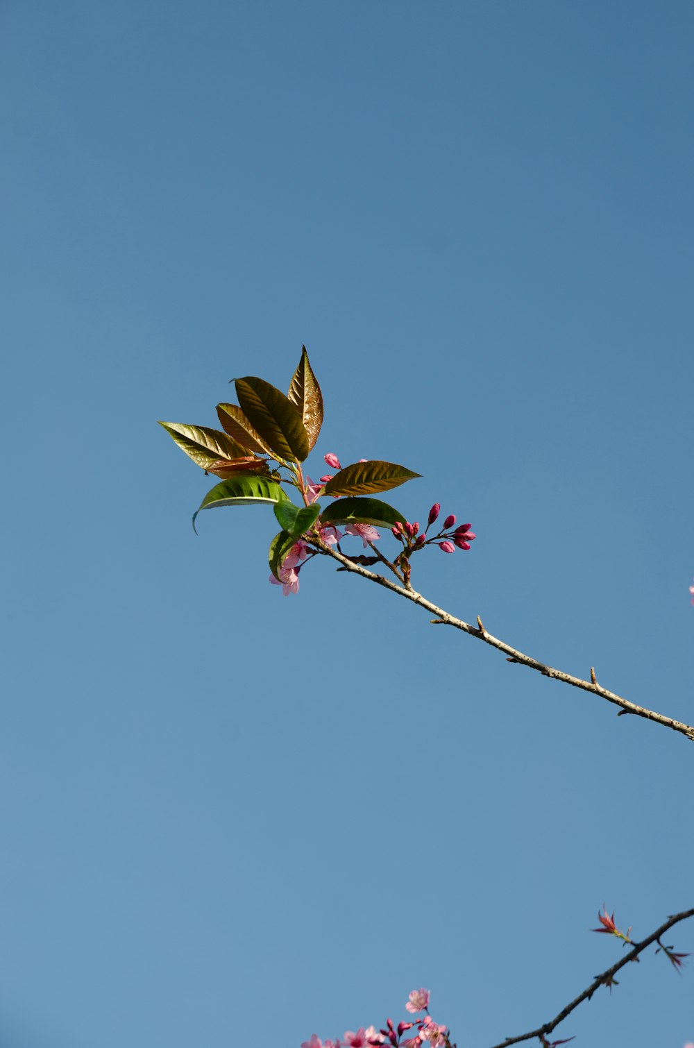 a branch of a tree with pink flowers against a blue sky