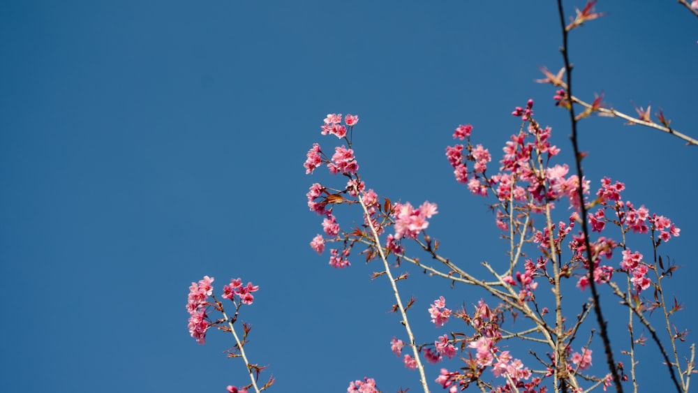 pink flowers are blooming on the branches of a tree