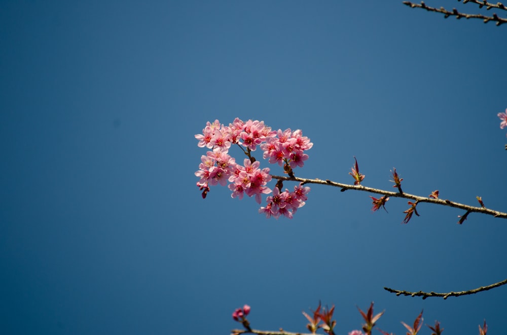 a branch with pink flowers against a blue sky