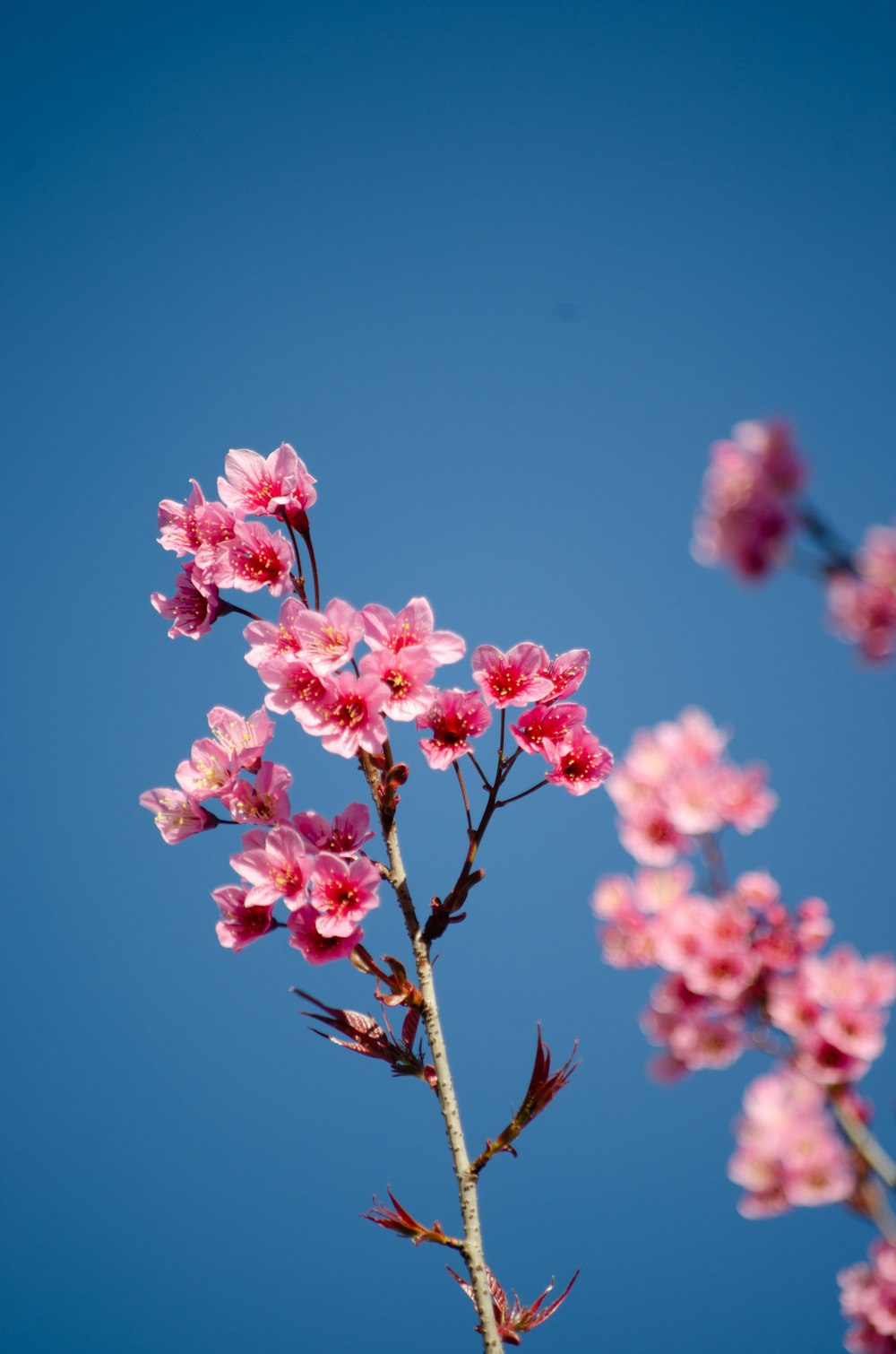 a branch with pink flowers against a blue sky