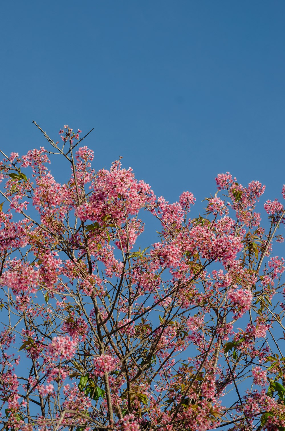 a tree with pink flowers against a blue sky