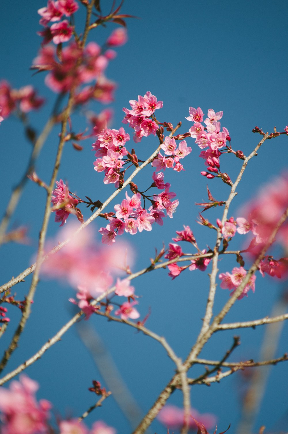 a branch with pink flowers against a blue sky