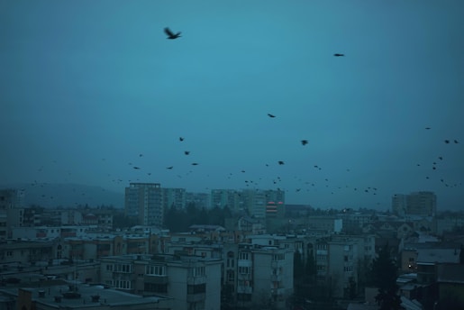 a flock of birds flying over a city at night