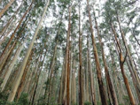 A dense forest of tall eucalyptus trees with slender trunks reaching high into the sky. The canopy is thick with small leaves, allowing dappled sunlight to filter through. The ground is covered with lush green foliage, enhancing the verdant atmosphere.