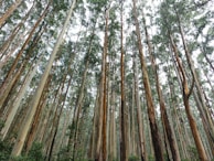 A dense forest of tall eucalyptus trees with slender trunks reaching high into the sky. The canopy is thick with small leaves, allowing dappled sunlight to filter through. The ground is covered with lush green foliage, enhancing the verdant atmosphere.