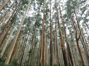 A lush eucalyptus plantation under a clear blue sky, showcasing sustainable forestry practices.