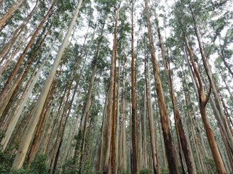 A dense forest of tall eucalyptus trees with slender trunks reaching high into the sky. The canopy is thick with small leaves, allowing dappled sunlight to filter through. The ground is covered with lush green foliage, enhancing the verdant atmosphere.