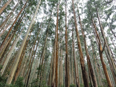 A lush eucalyptus plantation under a clear blue sky, showcasing sustainable forestry practices.