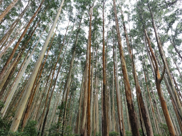 A lush eucalyptus forest with tall trees reaching towards the sky.