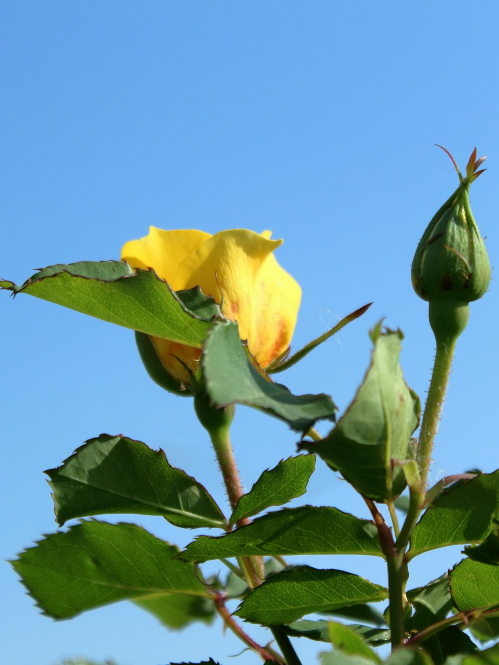 a yellow flower with a blue sky in the background