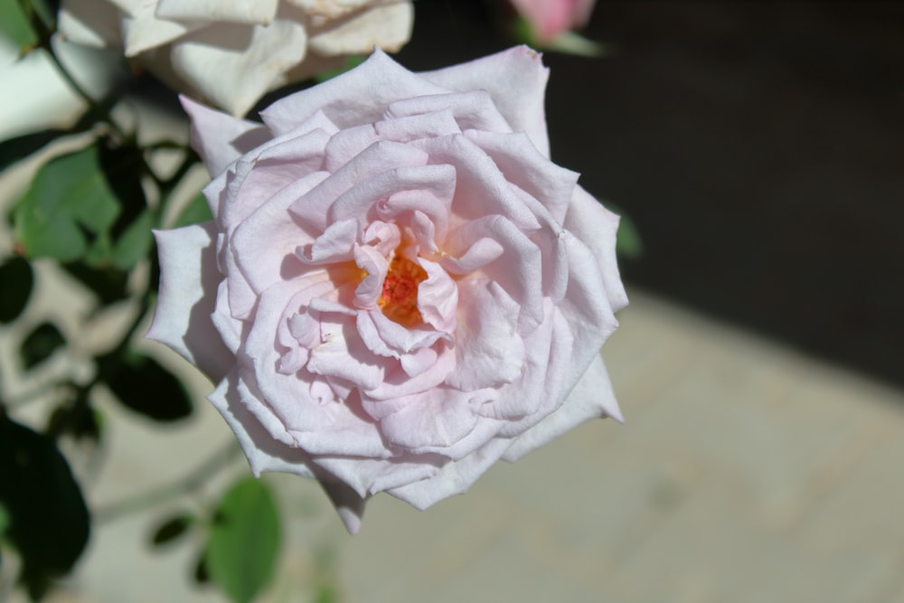 a close up of a pink rose with green leaves