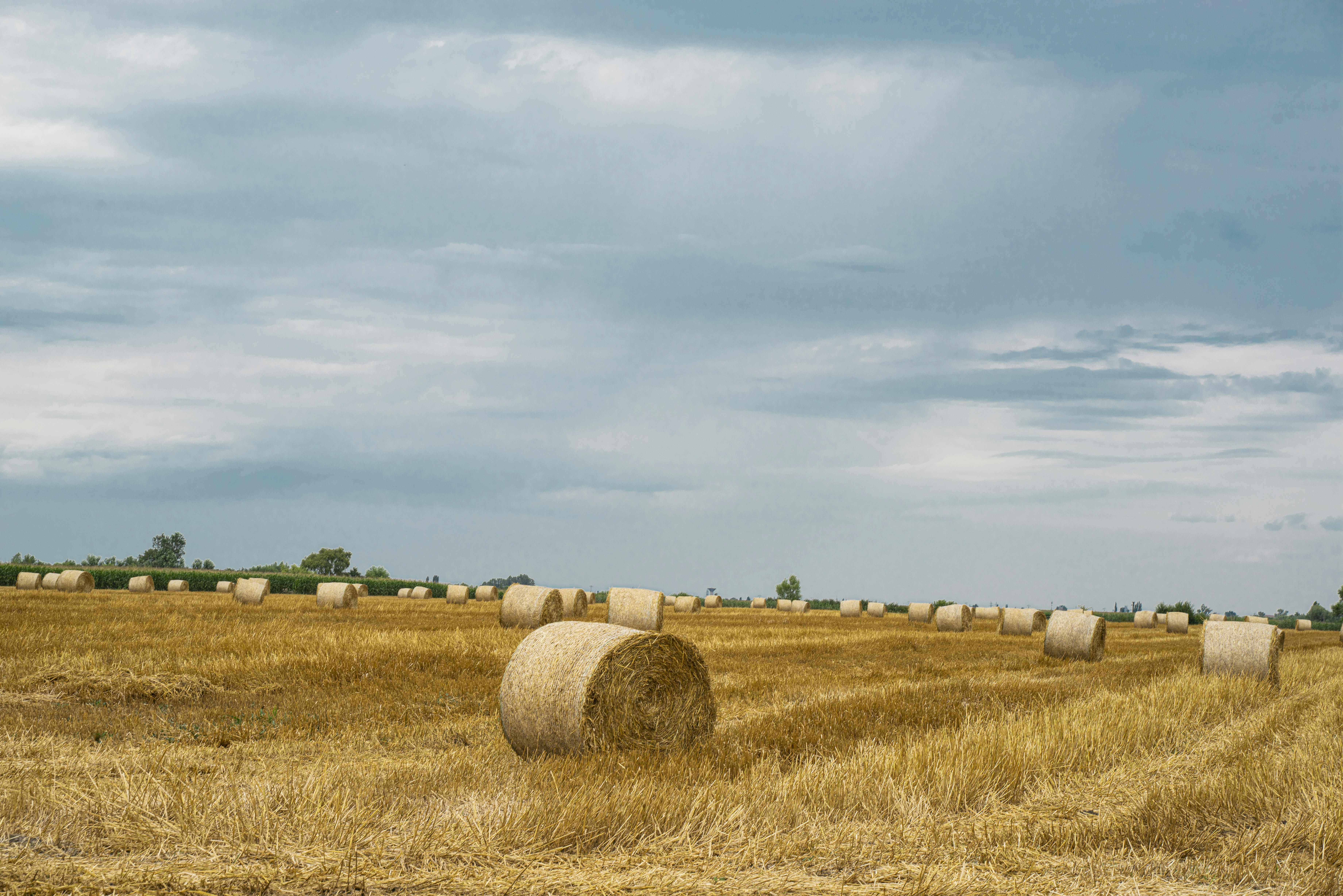 Photo by ancutamuresan