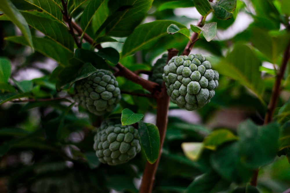 a bunch of green fruit hanging from a tree