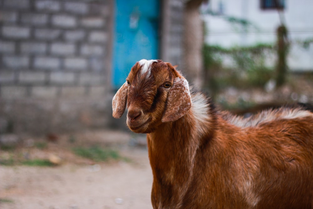 a brown goat standing on top of a dirt road