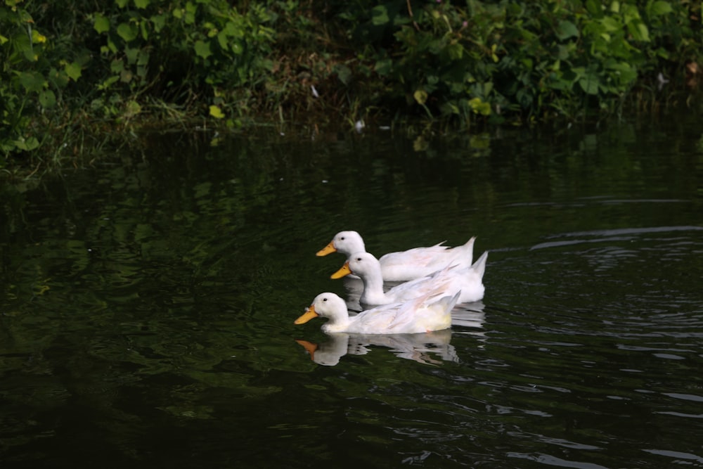 a group of ducks floating on top of a lake