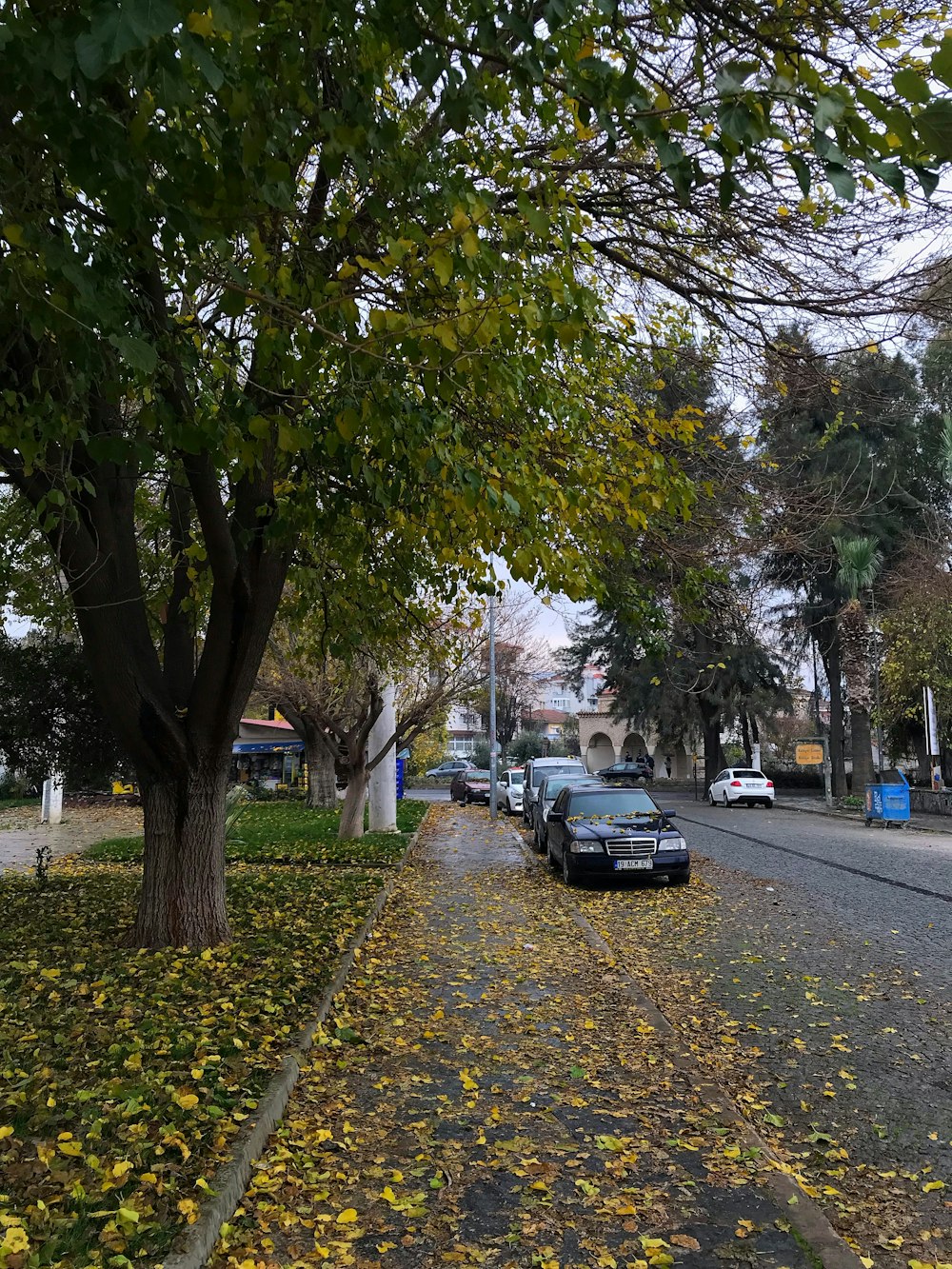 cars parked on the side of a road next to a tree