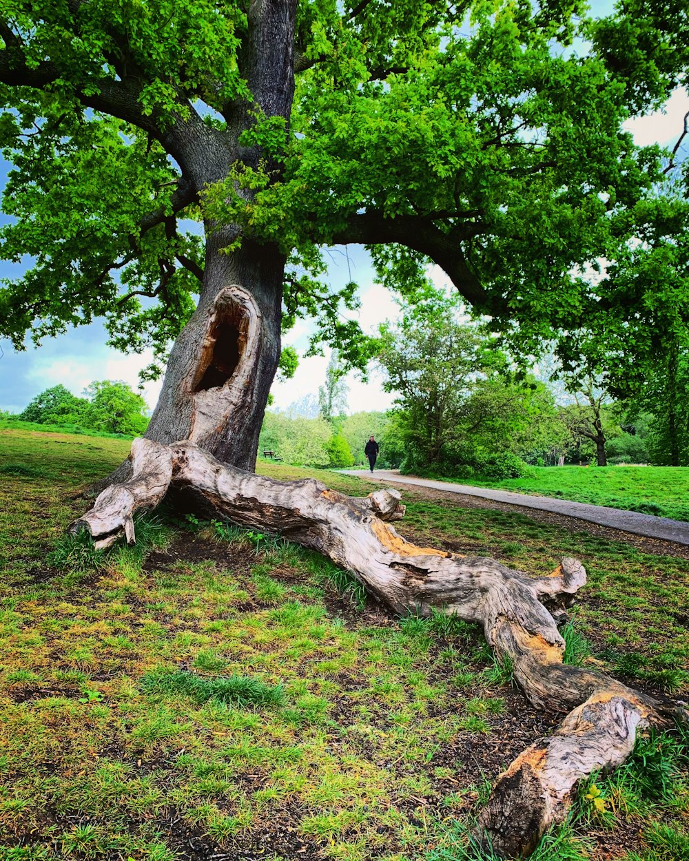 uma árvore que caiu em um campo