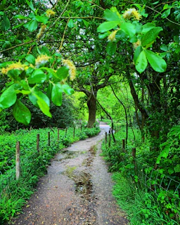 a path in the middle of a lush green forest