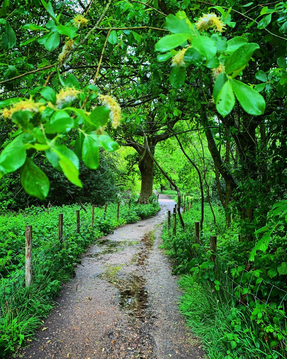 um caminho no meio de uma floresta verde exuberante