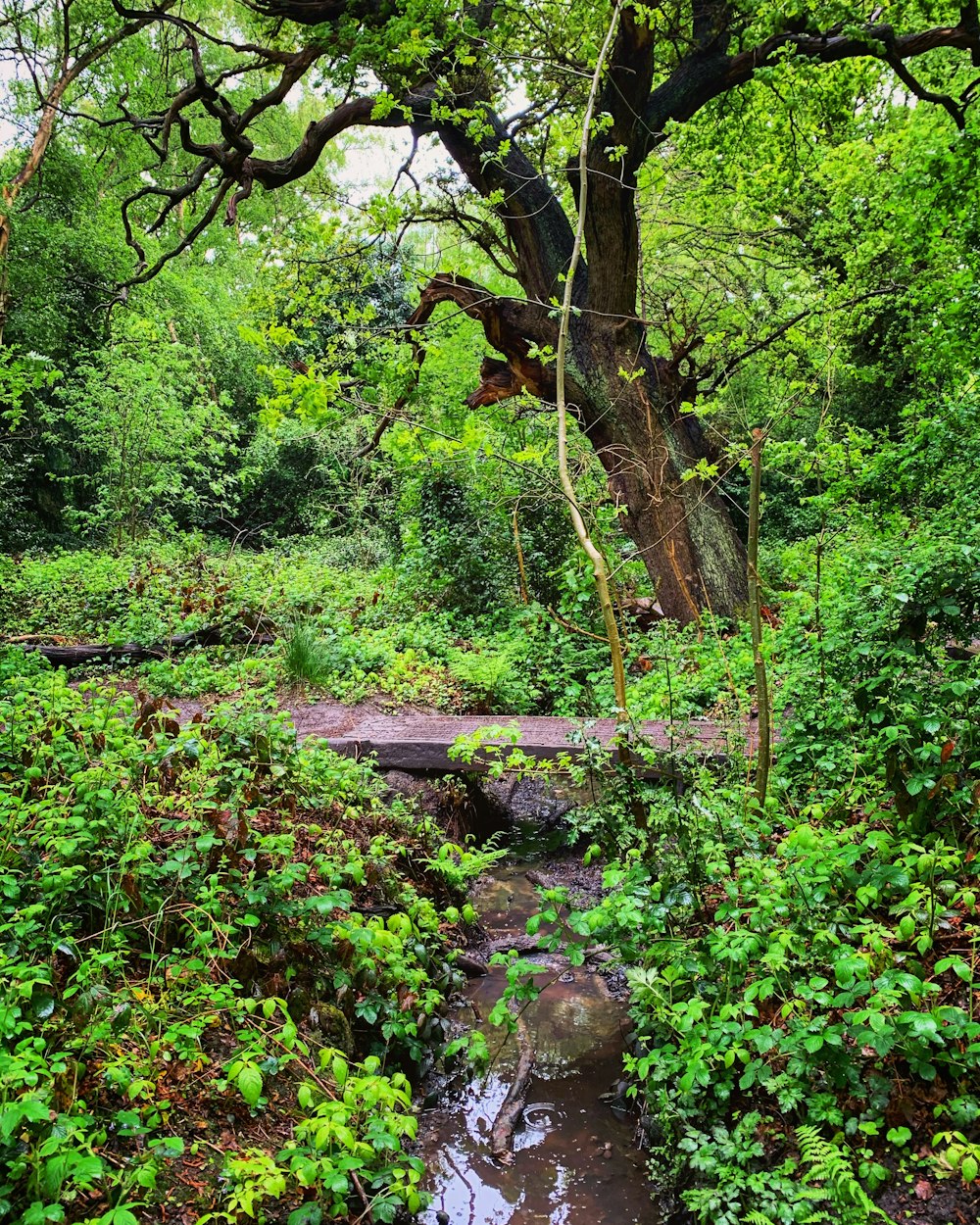 a stream running through a lush green forest