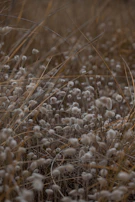 A serene arrangement of oat grains and soft cotton flowers evoking calm and comfort.