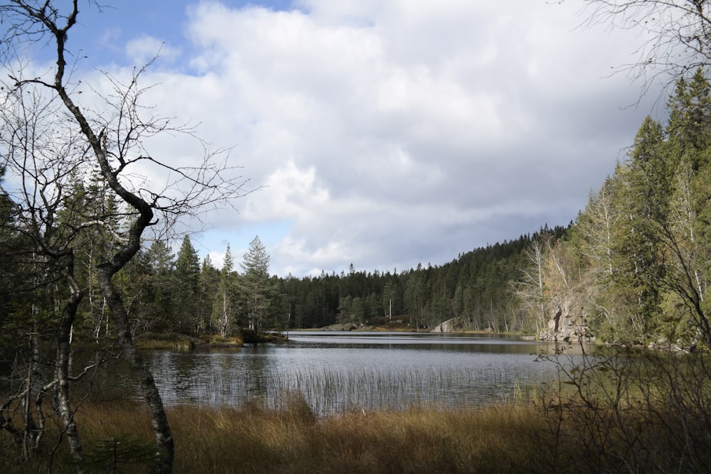 a large body of water surrounded by trees