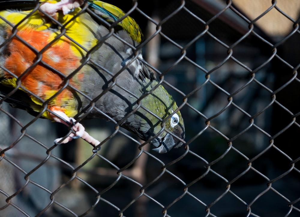 a parrot sitting on top of a metal fence