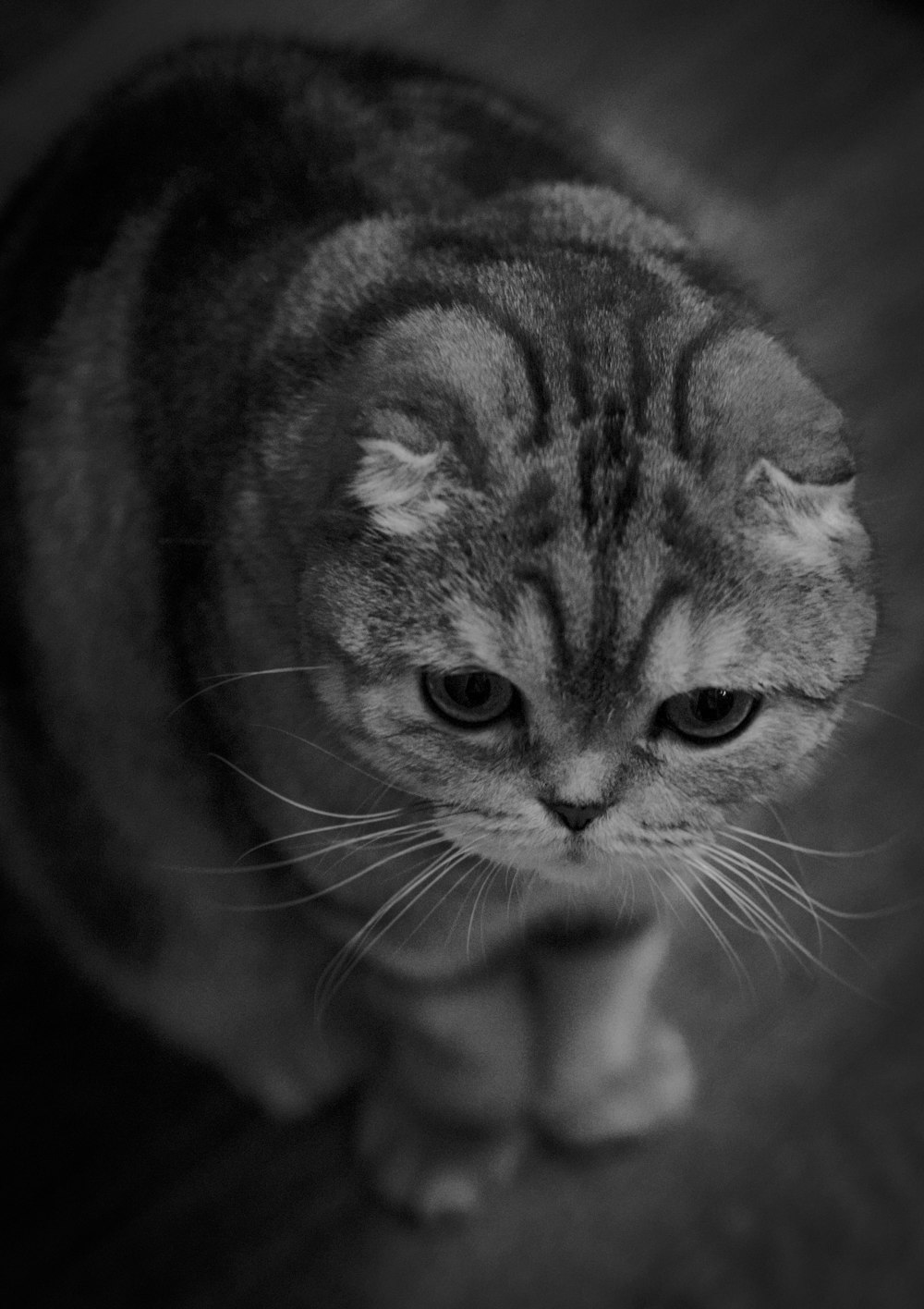 a black and white photo of a cat