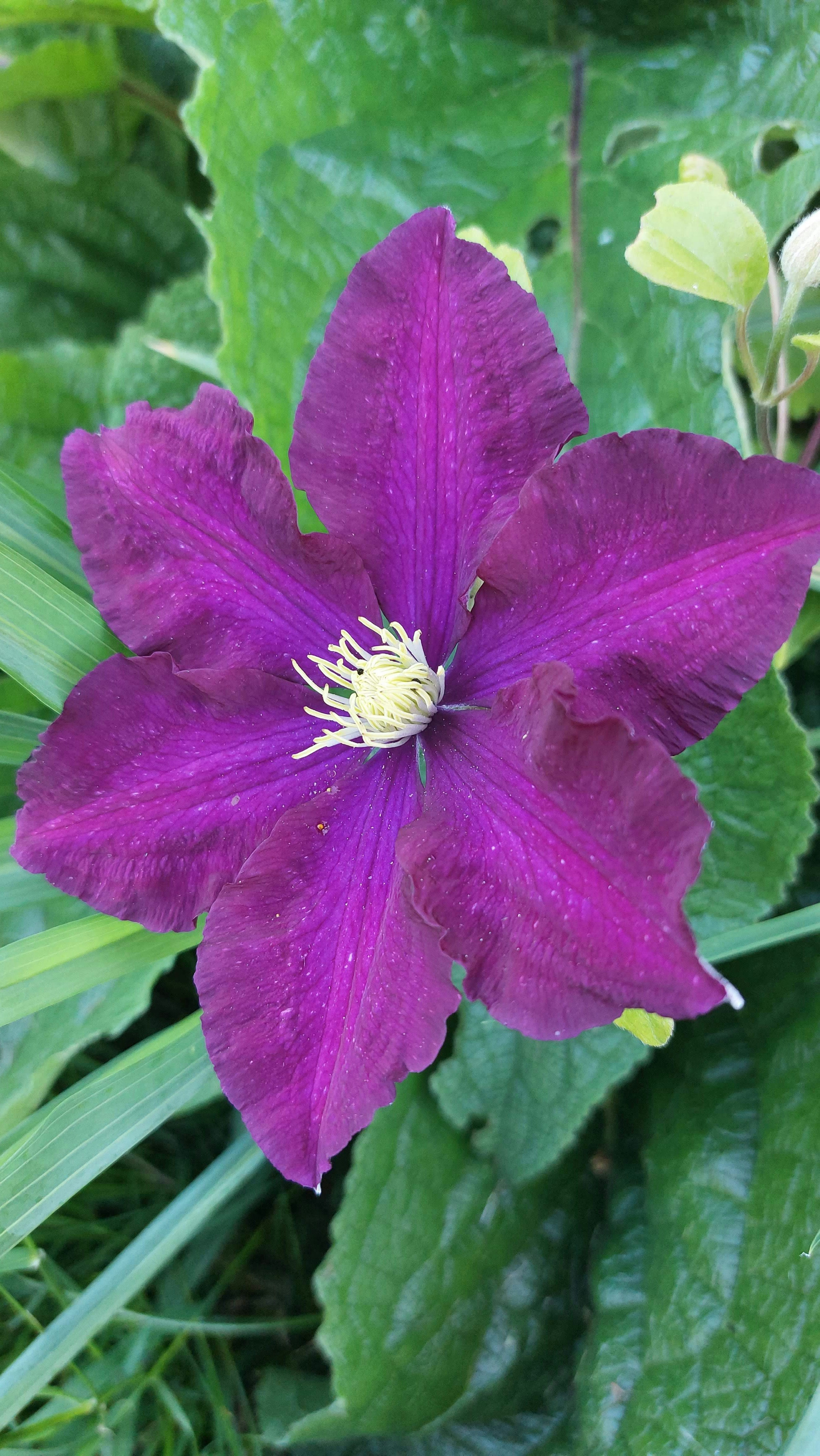 a purple flower with green leaves in the background