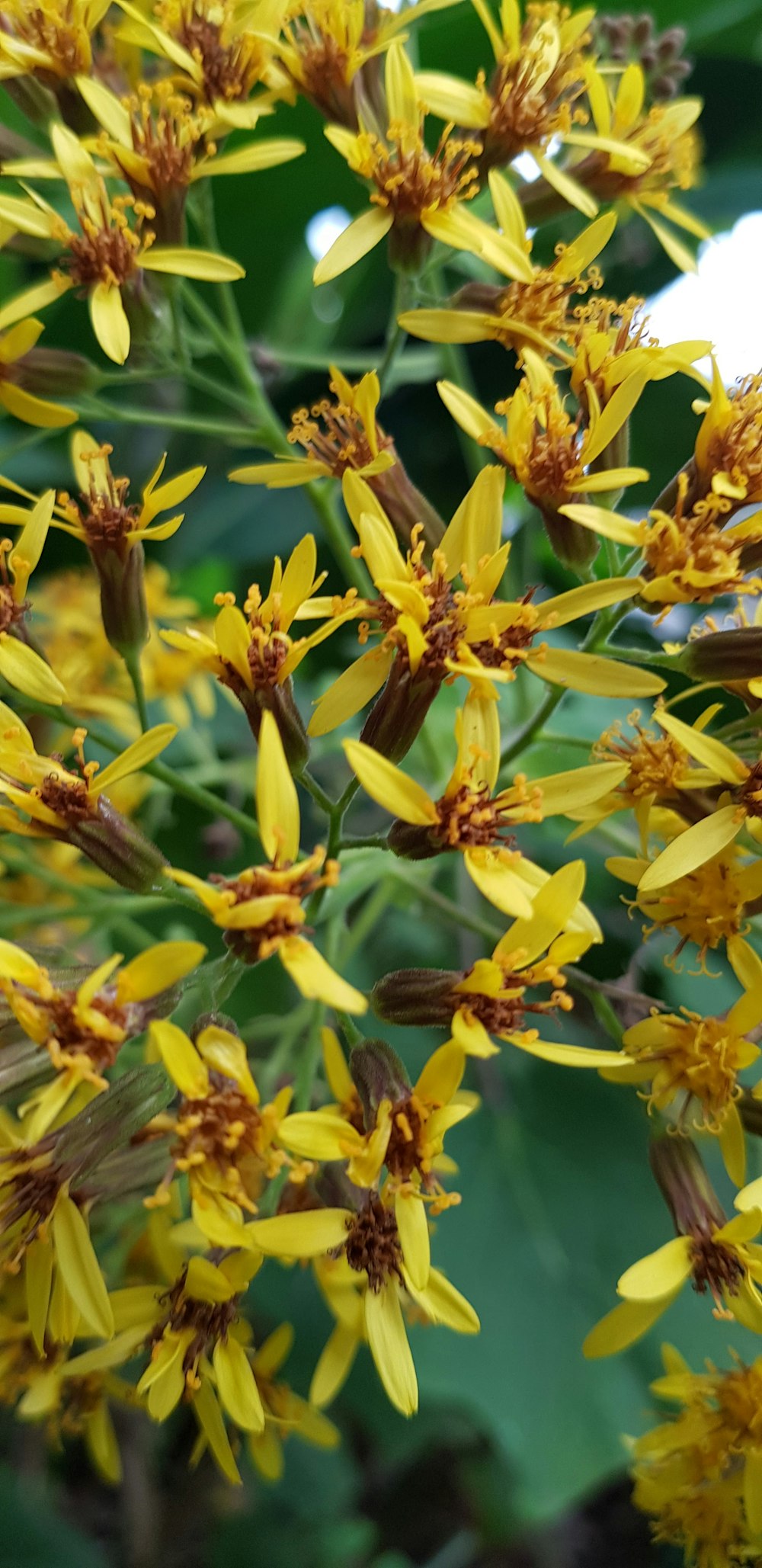 a close up of a bunch of yellow flowers